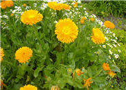 Calendula, Pot Marigold