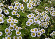 Feverfew, Bachelor Buttons