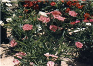 Carnation, Clove Pink