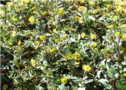 Gold Braid Creeping Zinnia