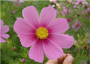 Annual Cosmos