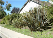 New Zealand Flax