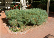 Dwarf White Pine