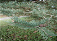 Scotch Pine