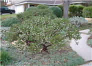 Howard McMinn Manzanita