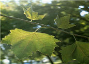 London Plane Tree