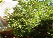 Yew Pine