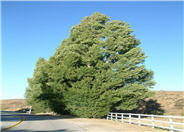 Lombardy Poplar