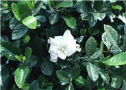 Gardenia, Cape-Jasmine