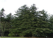 Douglas Fir