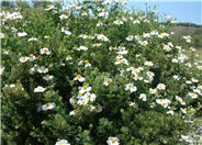 Matilija Poppy