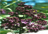 Common Lilac