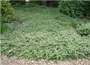 Lowfast Bearberry Cotoneaster