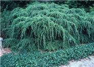 Weeping or Sargent's Hemlock