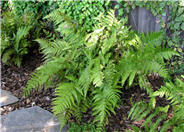 Giant Chain Fern