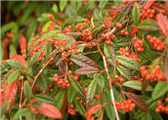 Willowleaf Cotoneaster