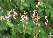 Tatarian Honeysuckle