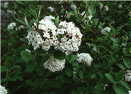 Korean Spice Viburnum