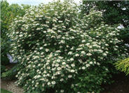 Dwarf European Cranberry Bush