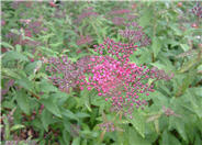 Little Princess Japanese Spirea