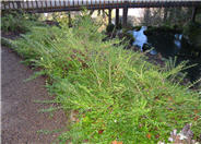 Privet Honeysuckle