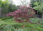 Oshio Beni Japanese Maple