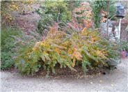 Japanese Barberry